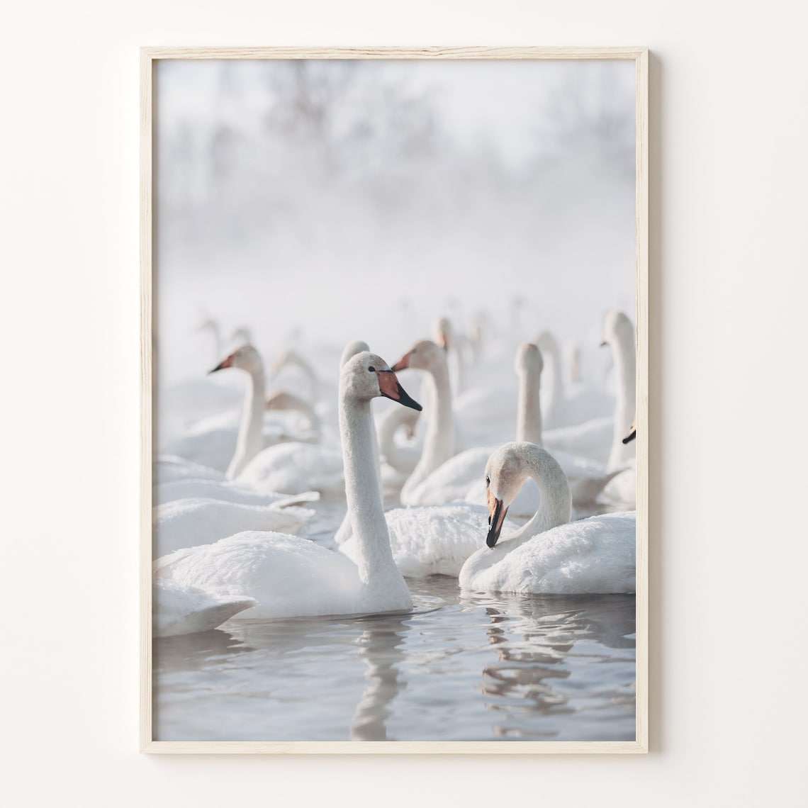 Elegant White Swans On Misty Lake Winter Waterfowl Photo Poster