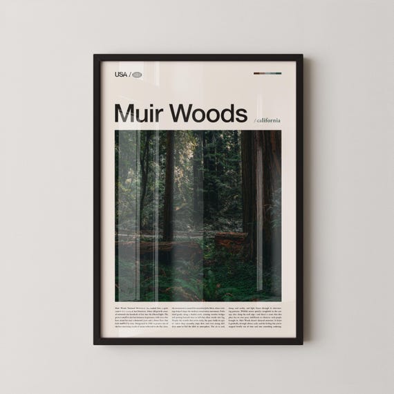 Muir Woods Print Wall Art Poster Photo National Monument Cathedral Grove