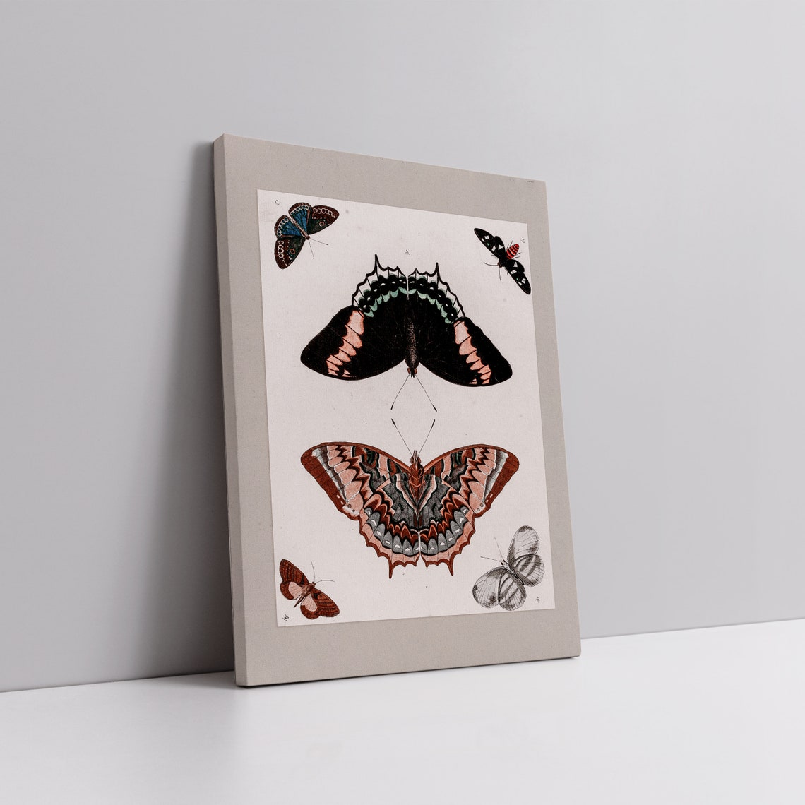 Vintage Butterfly Study Chart Six Butterflies Entomology Poster - Image 4