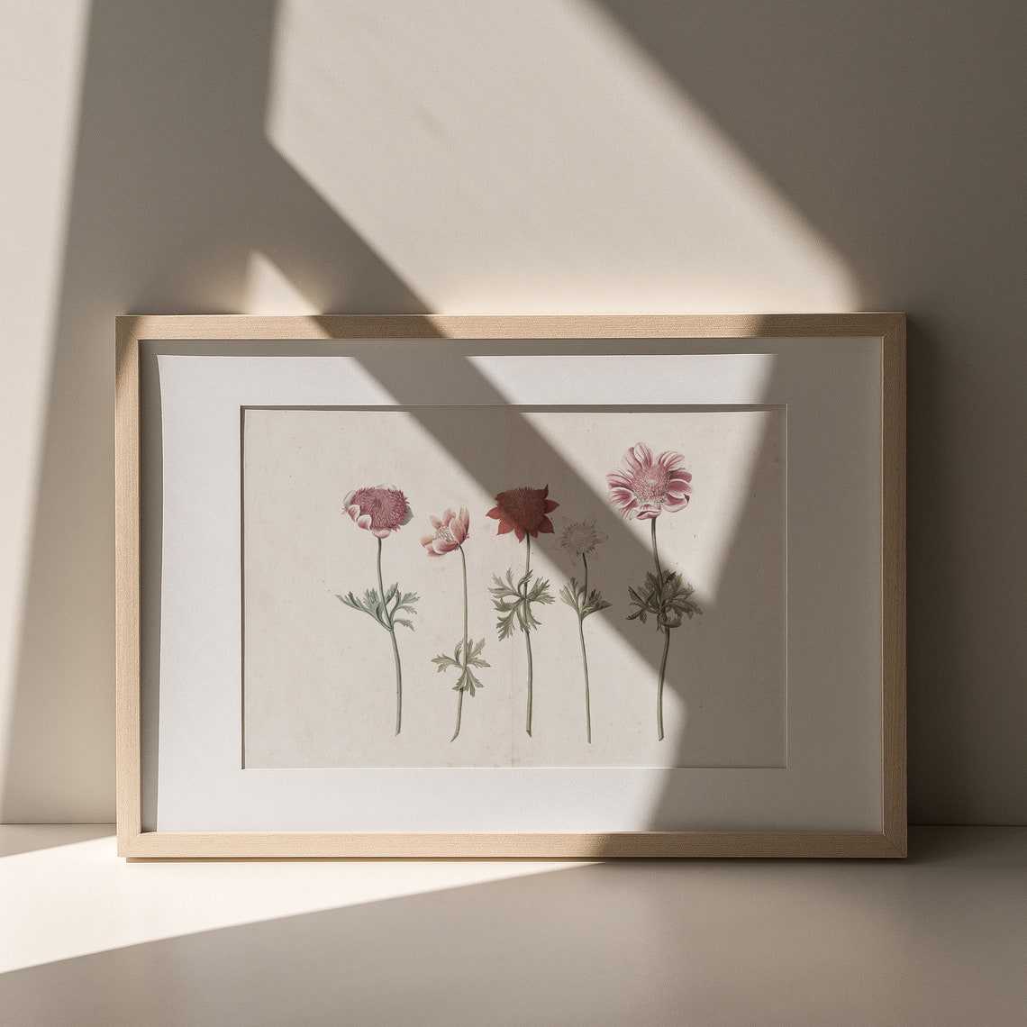 Antique Anemone Wildflower Study Dusty Rose Vintage Floral Poster - Image 6