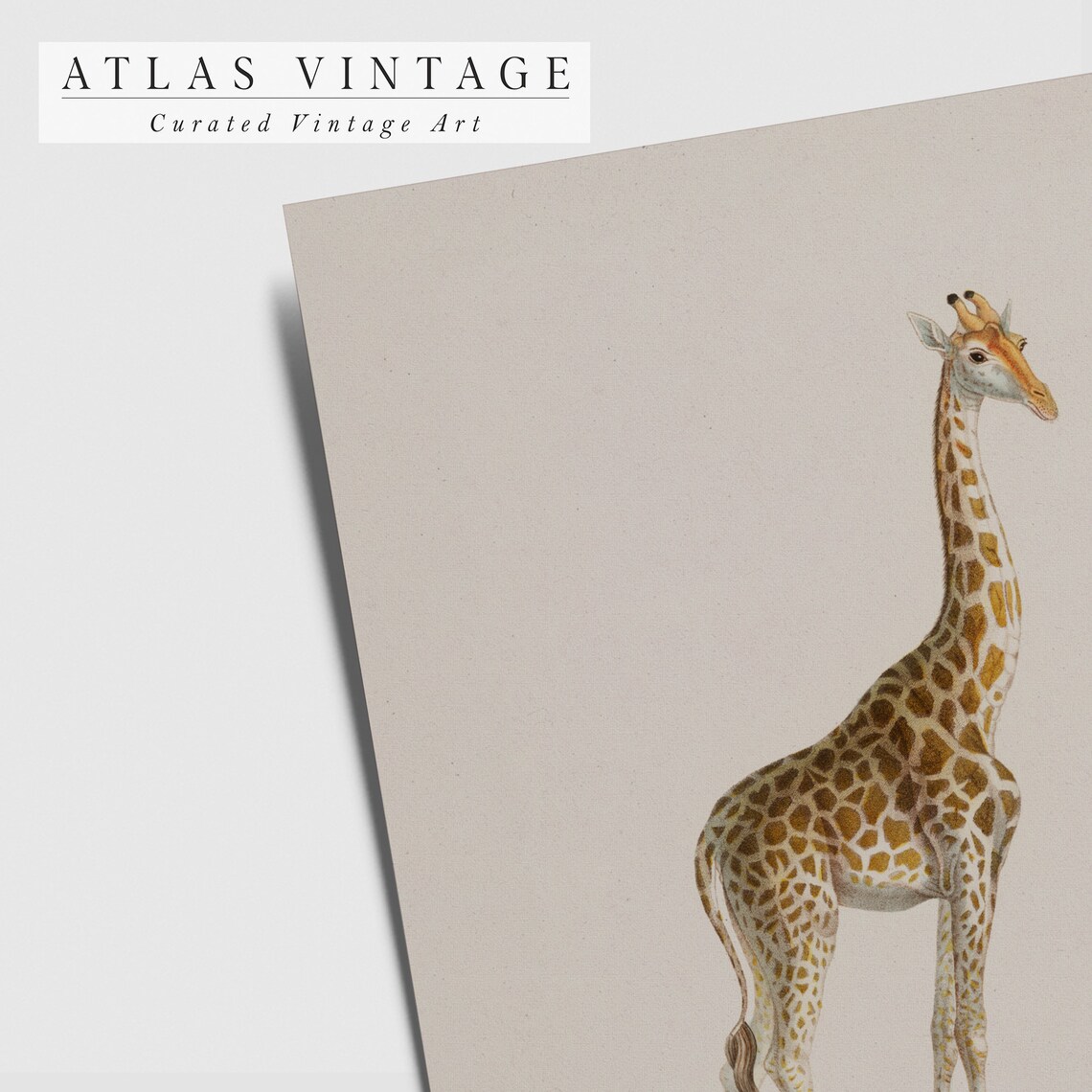 Vintage Giraffe Standing Portrait Natural History Illustration Poster - Image 3
