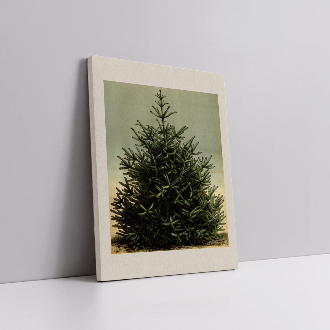 Vintage Pine Tree Botanical Art Antique Evergreen Branch Poster - Image 5