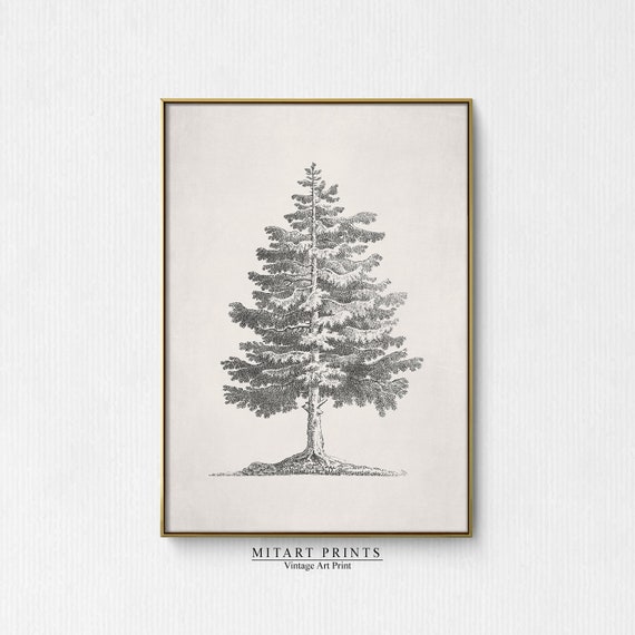 Vintage Pine Tree Christmas Tree Sketch Art Print