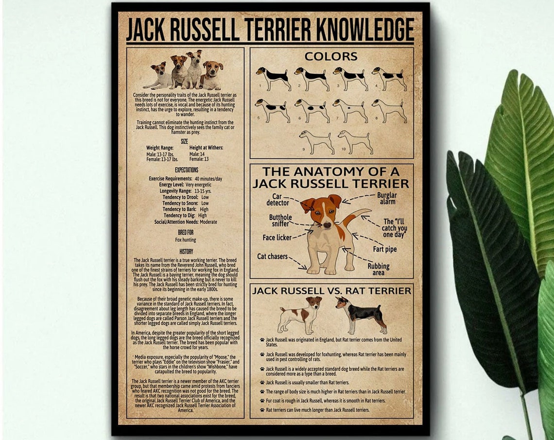 Jack Russell Terrier Knowledge Chart Funny Anatomy Guide Poster - Image 3