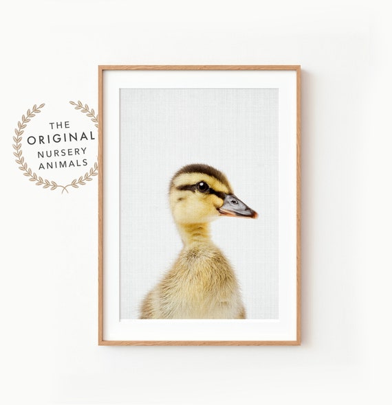 Baby Duck Nursery Decor Art Print