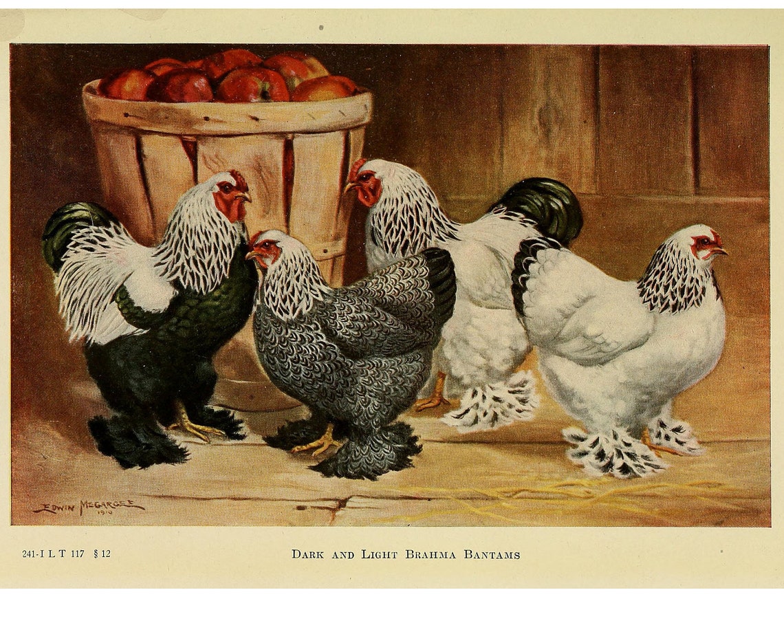 Dark and Light Brahma Bantams 1919 Vintage Chicken Art Poster