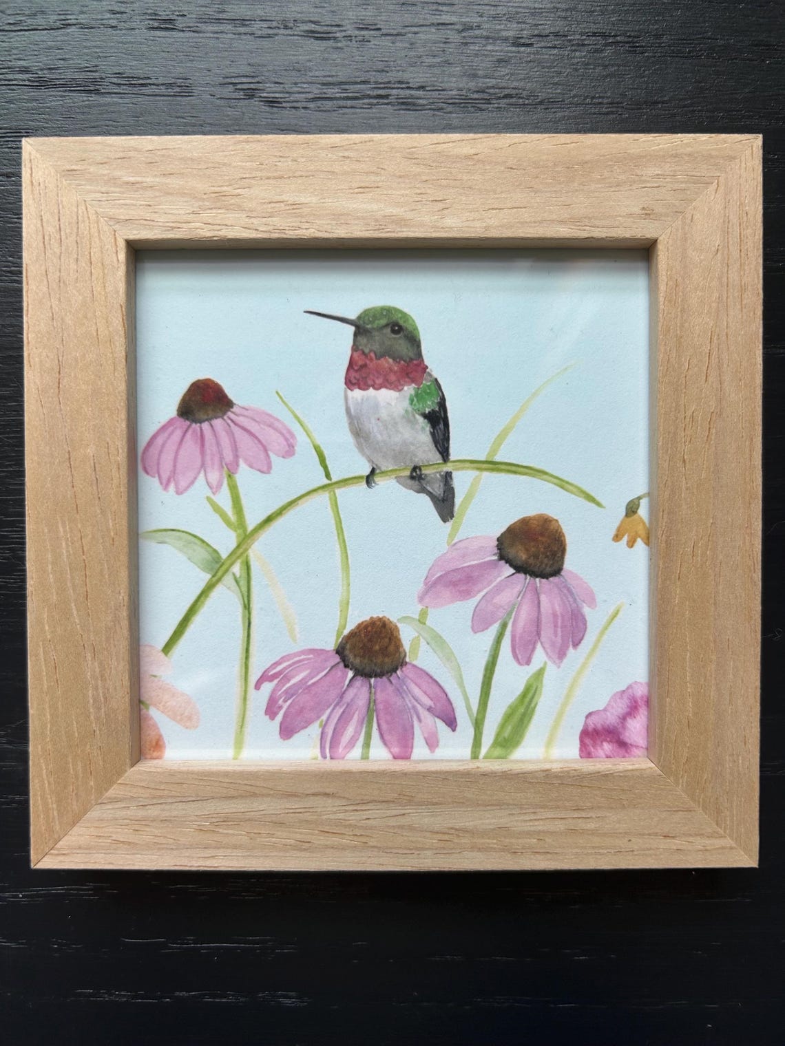 Ruby Throated Hummingbird Watercolor Print with Purple Coneflowers