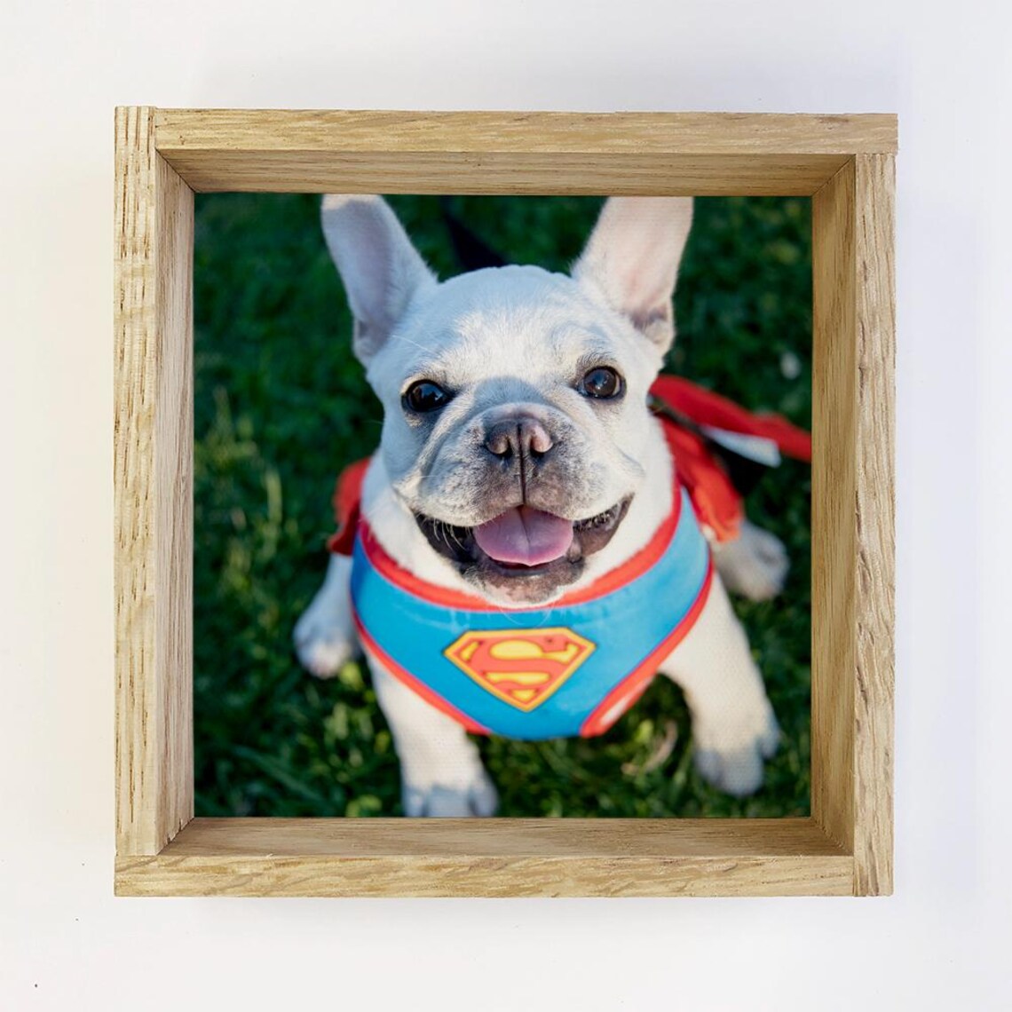 French Bulldog Puppy in Superhero Costume Funny Pet Portrait Poster