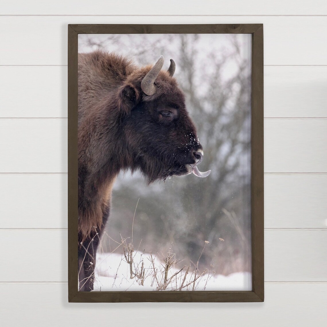 Bison Sticking Tongue Out in Snow Funny Wildlife Photography Poster