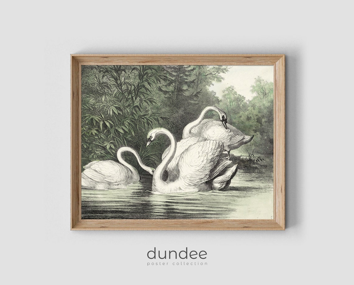 Three Swans on Calm Water Vintage Green Tint Engraving Poster - Image 4