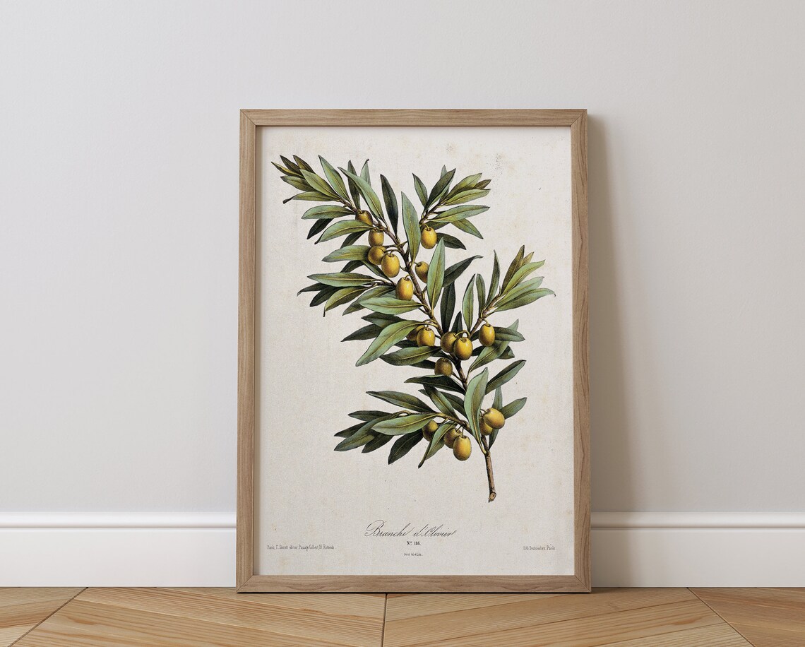 Olive Branch Botanical Plate with Yellow Olives Vintage Poster - Image 3