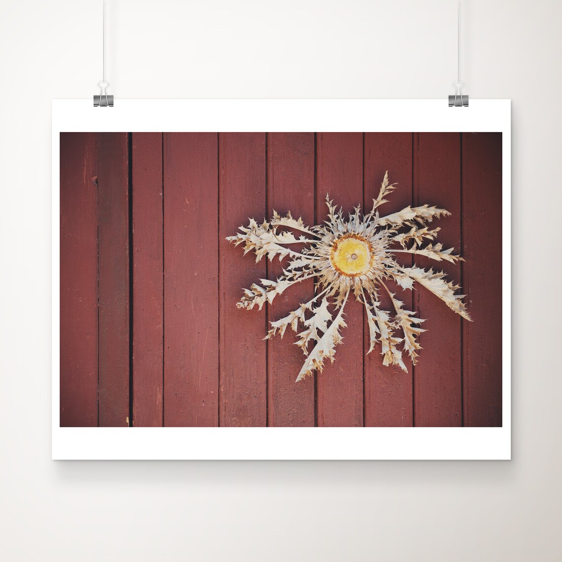 Dried Thistle On Red Wooden Door South Of France Rustic Photo Poster