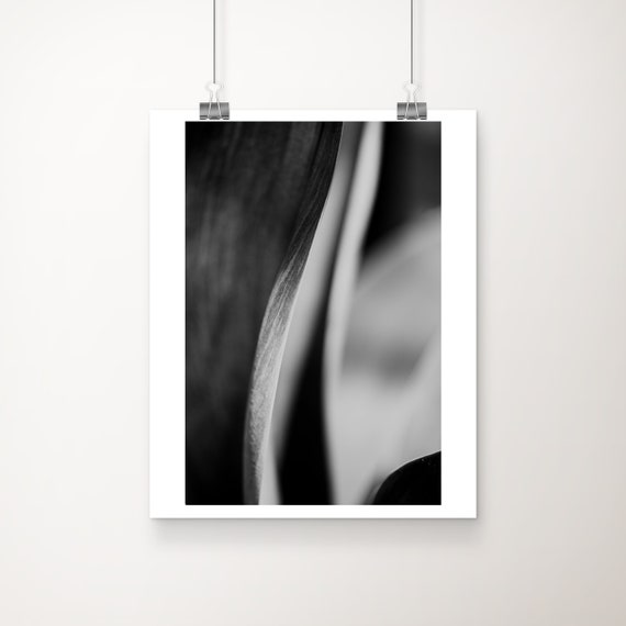 Abstract Agave Leaf Photograph Black And White Botanical Print