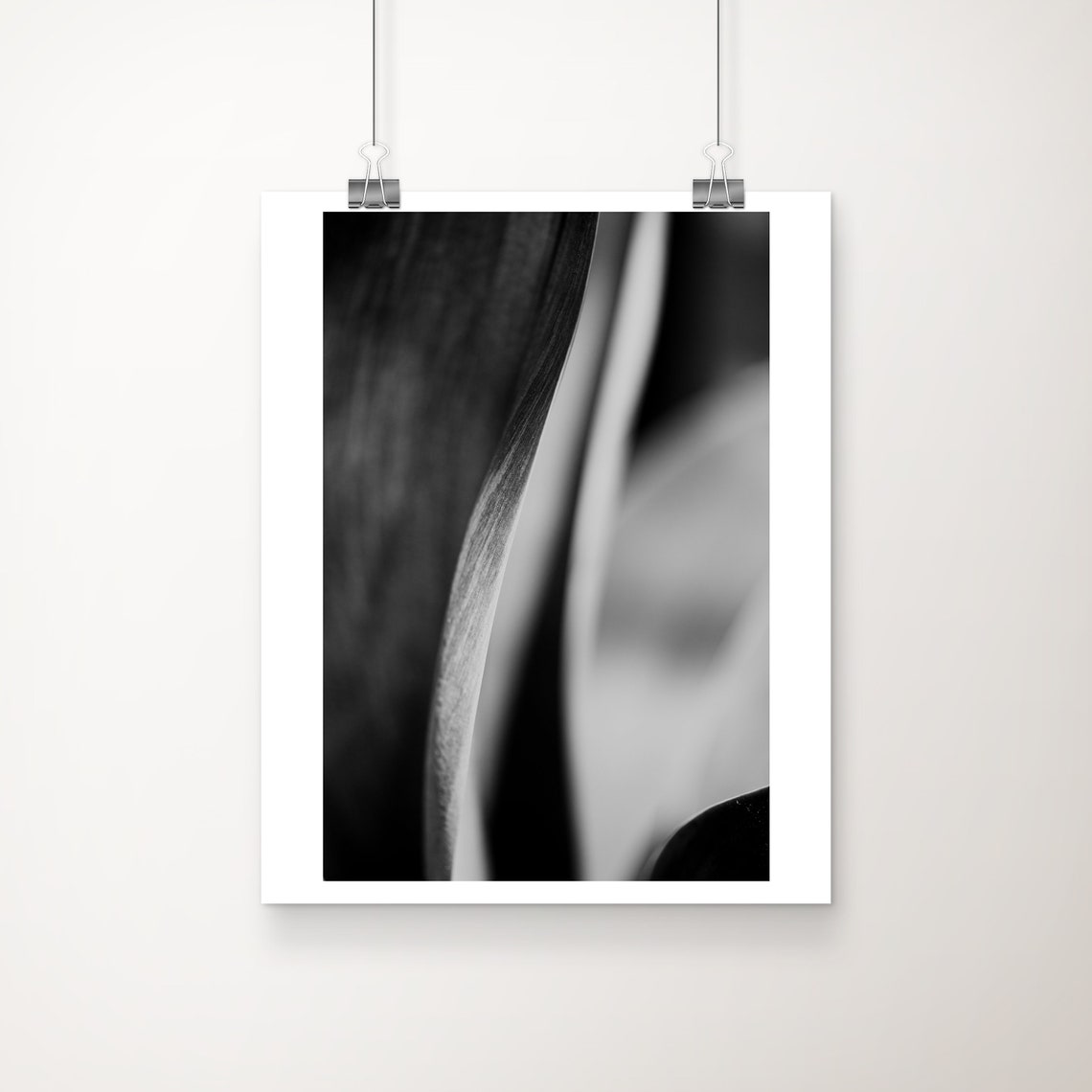 Abstract Agave Leaf Photograph Black And White Botanical Print