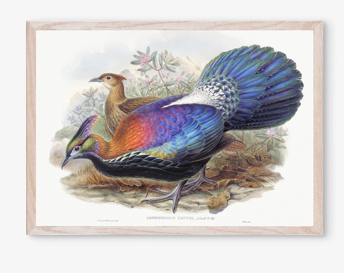John Gould Himalayan Monal Pheasant Antique Bird Illustration Wall Art