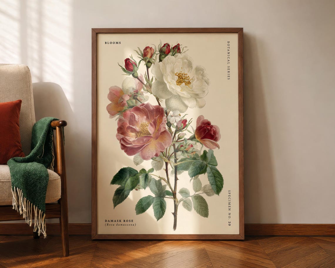 Damask Rose Rosa Damascena Vintage Botanical Specimen Poster