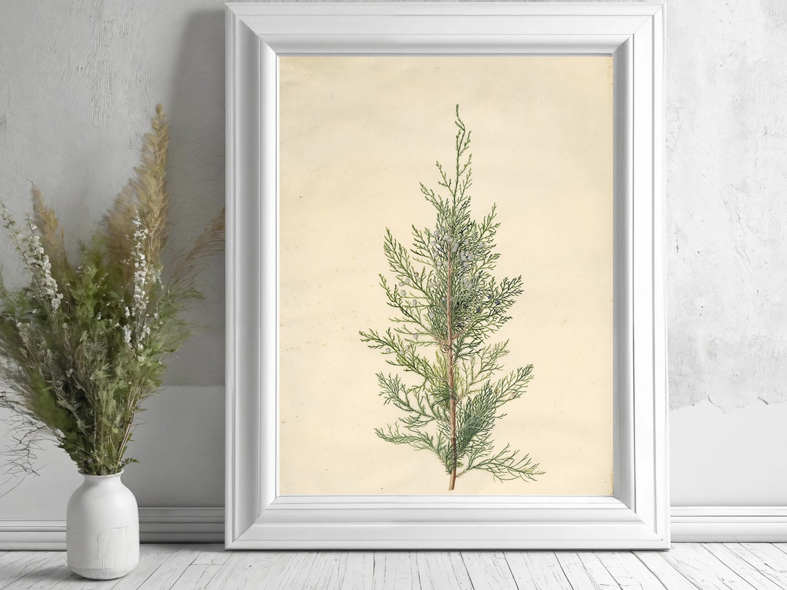 Vintage Cypress Sprig Botanical Study Cream Herbarium Art Poster - Image 5