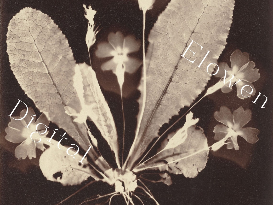 Haunting Botanical Photogram Sepia Wildflowers Roots Nature Wall Art - Image 6