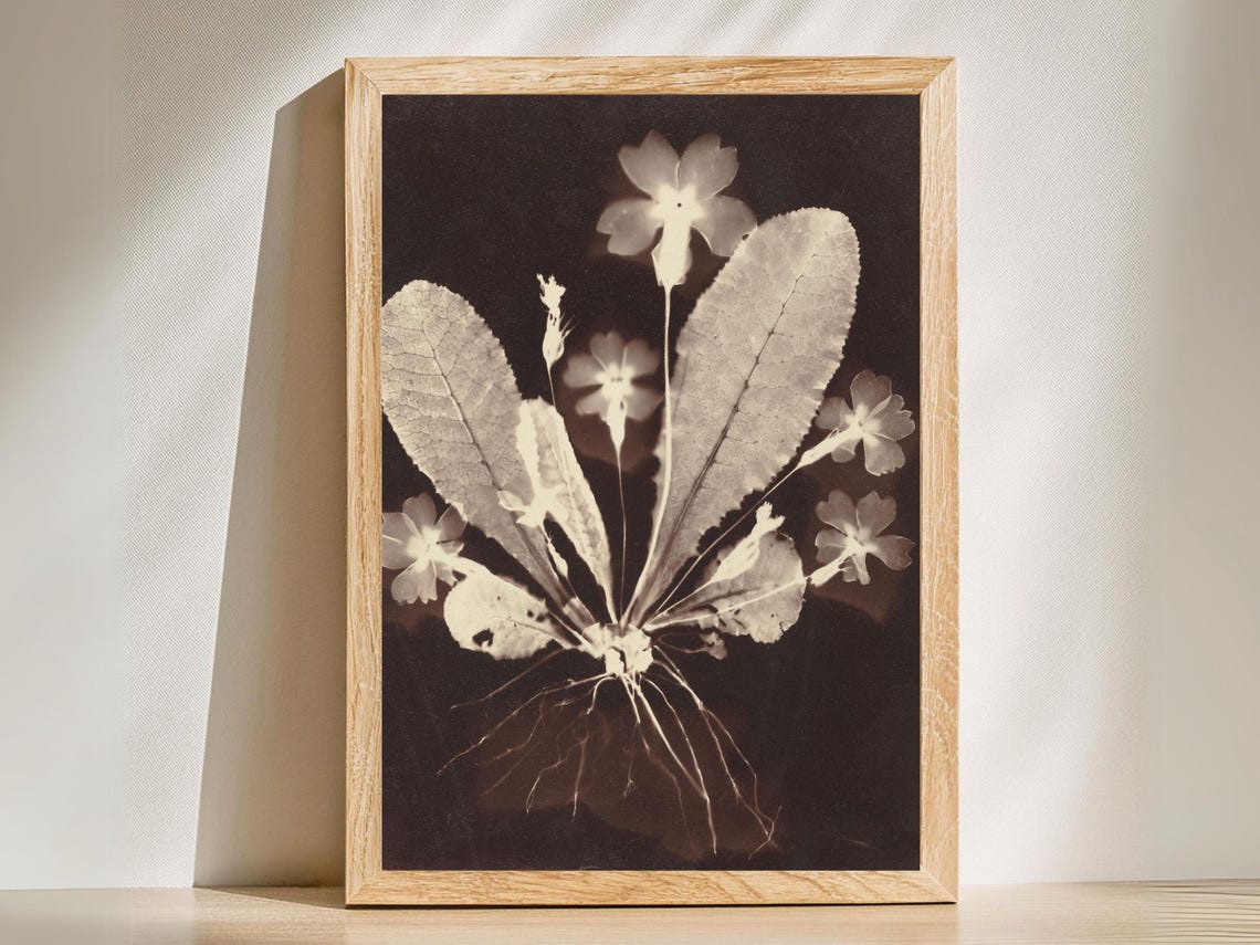 Haunting Botanical Photogram Sepia Wildflowers Roots Nature Wall Art