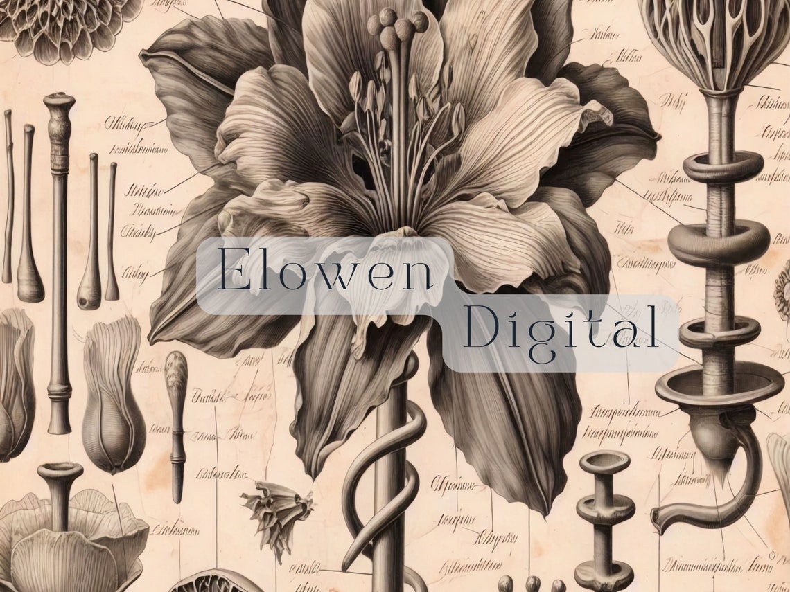 Vintage Botanical Anatomy Lily Sketch Antique Floral Wall Art - Image 4