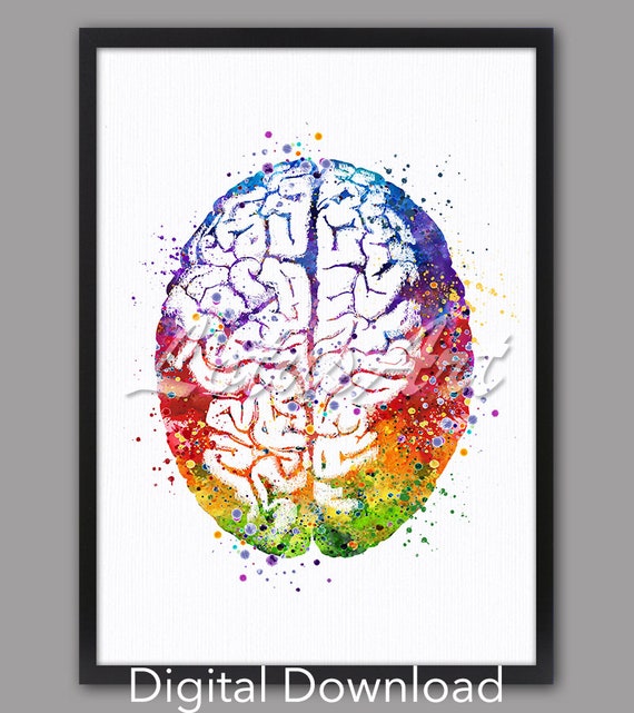 Brain Anatomy Watercolor Science Art Print