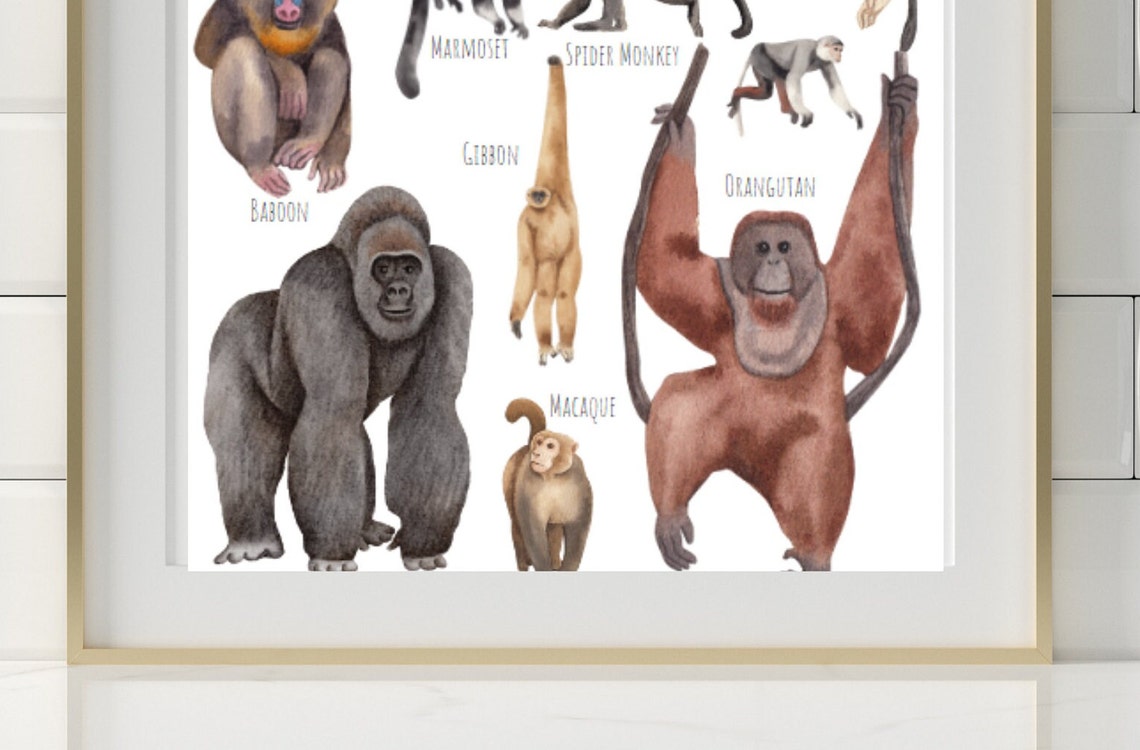 Watercolor Monkeys Apes and Chimps Species Chart Kids Room Art Poster - Image 2