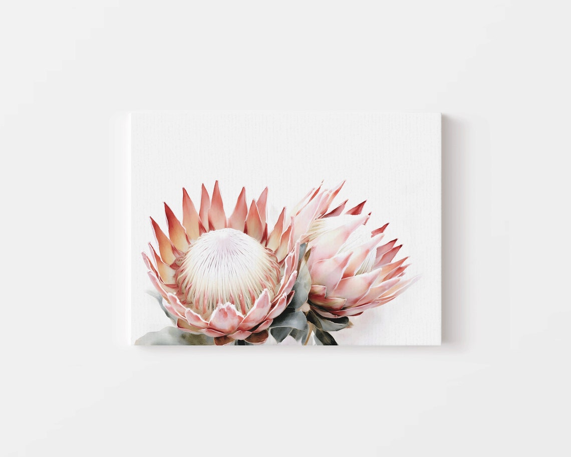 Pink Protea Blossoms Watercolor Close-Up Floral Botanical Poster - Image 4