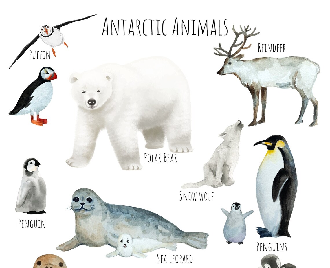 Antarctic Animals Travel Poster, Wildlife Study - Image 5