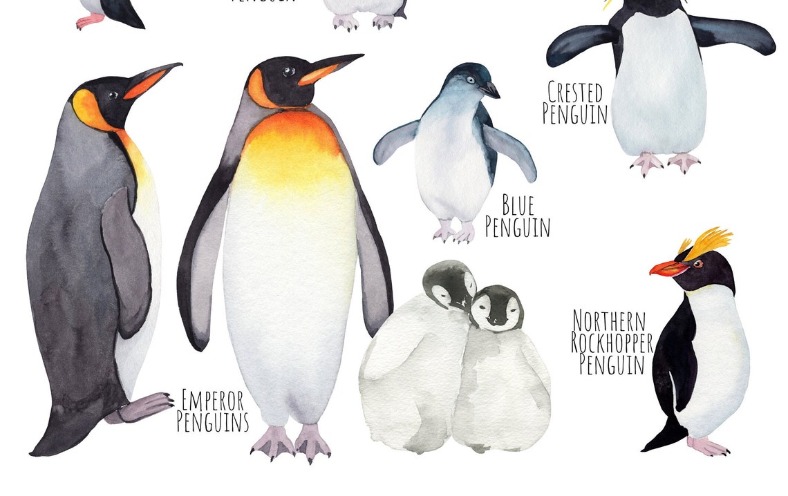 Watercolor Penguin Species Chart Adelie Gentoo Chinstrap Art Poster - Image 3