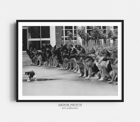 German Shepherds Ignoring a Cat Funny Police Dogs Trained Calm Poster