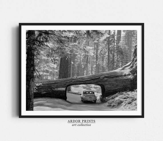 Vintage Car Driving Through Fallen Sequoia Log Tunnel Black White Poster