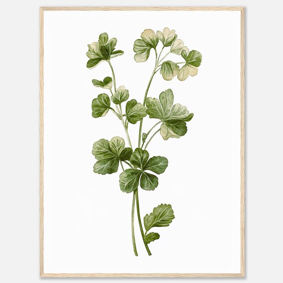 Cilantro Watercolor Print Coriander Herb Wall Art Green Herbs Botanical Illustration Kitchen Dining Room Food By Nataliaayuart