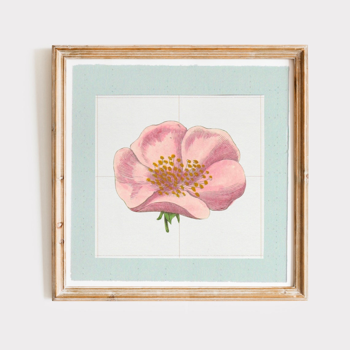 Vintage Pink Wild Rose Engraved Botanical On Blue Mat Poster - Image 3