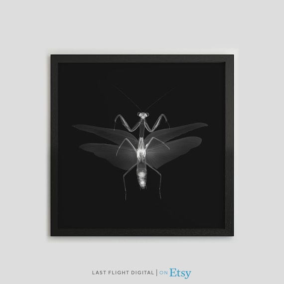 Preying Mantis X-Ray Art Print, Gothic Dark Art
