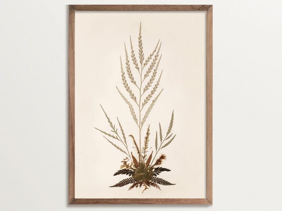 Fern Print No 09, Vintage Botanical Art Print