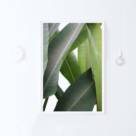 Banana Leaf - Tropical Botanical Print