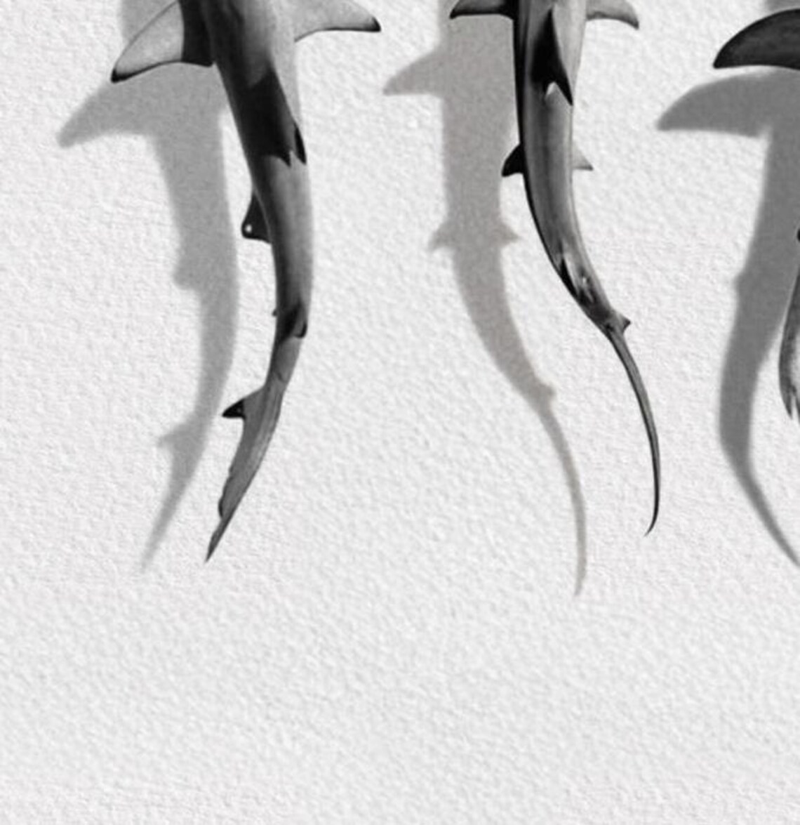 Minimalist Sharks Paper Texture Art Print - Image 3