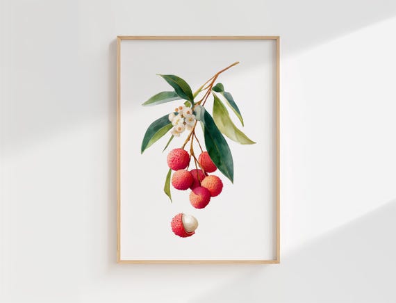 Lychee Botanical Wall Art Print Watercolour Fruit Illustration For Kitchen Or Dining Room