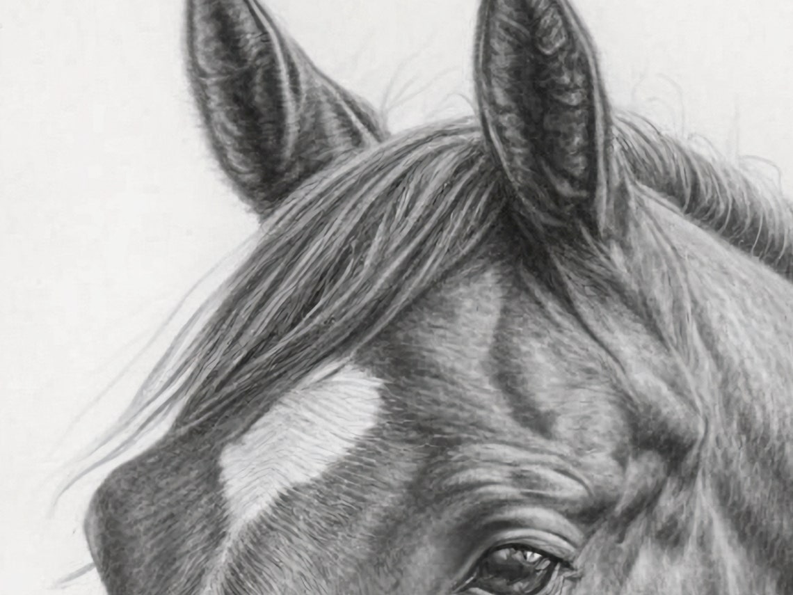 Realistic Pencil Sketch of Majestic Horse Head Study Art Poster - Image 3