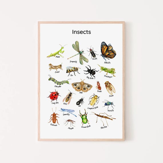 Insects Educational Posters Bugs Chart Classroom Decor Montessori Toddler Learning Wall Art Preschool Homeschool Print Kids Playroom Nursery