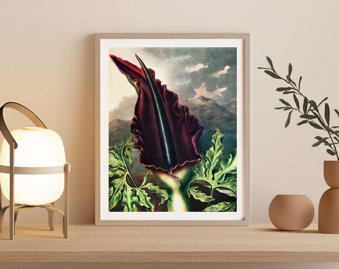 Vampire Lily Dragon Arum Vintage Botanical Illustration Poster
