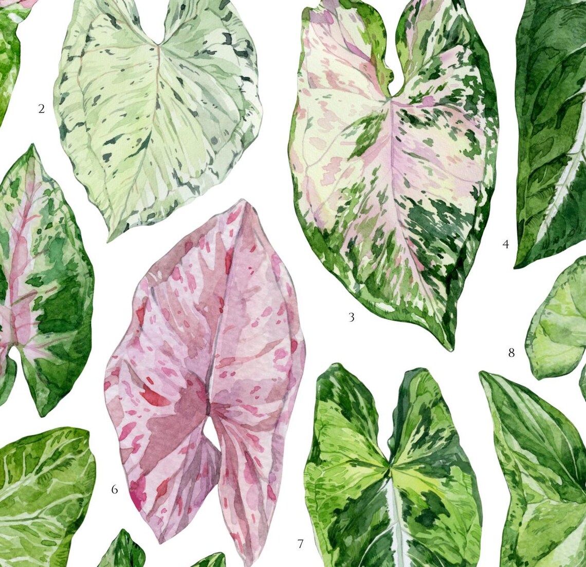 Syngonium Species Arrowhead Plant Leaf Chart Watercolor Poster - Image 2