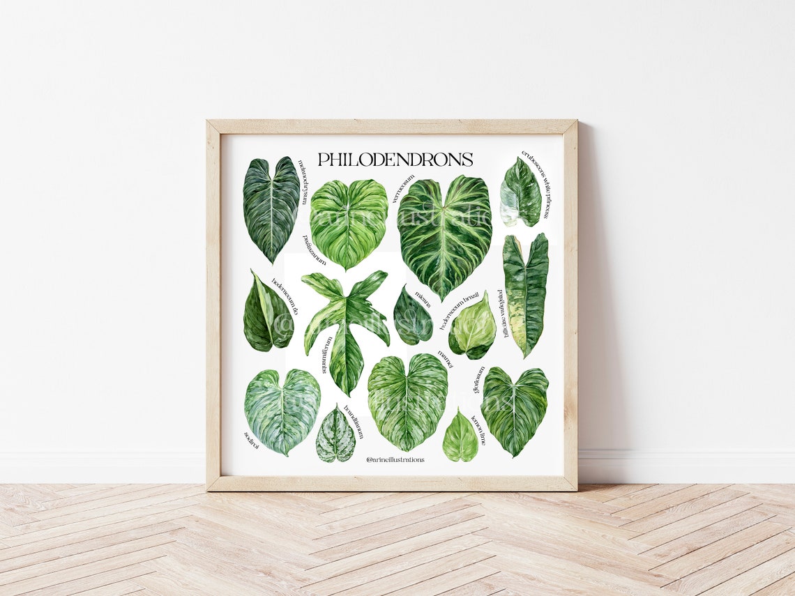 Philodendron Species Botanical Leaf Identification Chart Poster - Image 2