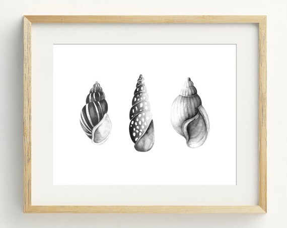 Three Grayscale Seashells Watercolor Coastal Beach Nautical Wall Art Print