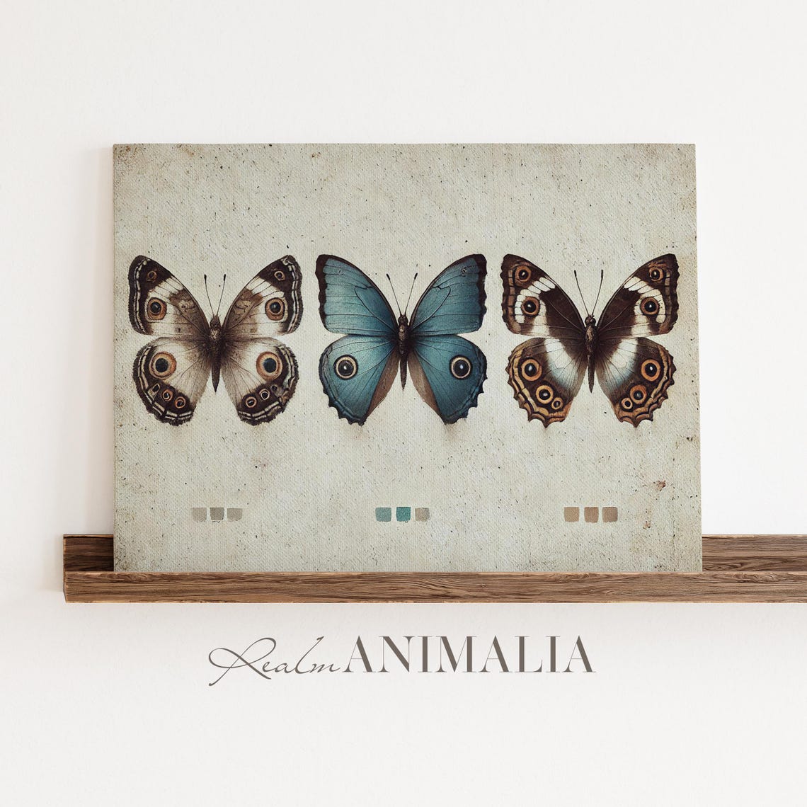Three Butterflies Specimen Chart Vintage Insect Study Poster - Image 3