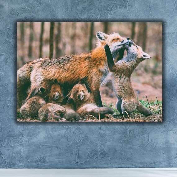 Red Fox Mother With Playful Kits Woodland Wildlife Photo Poster