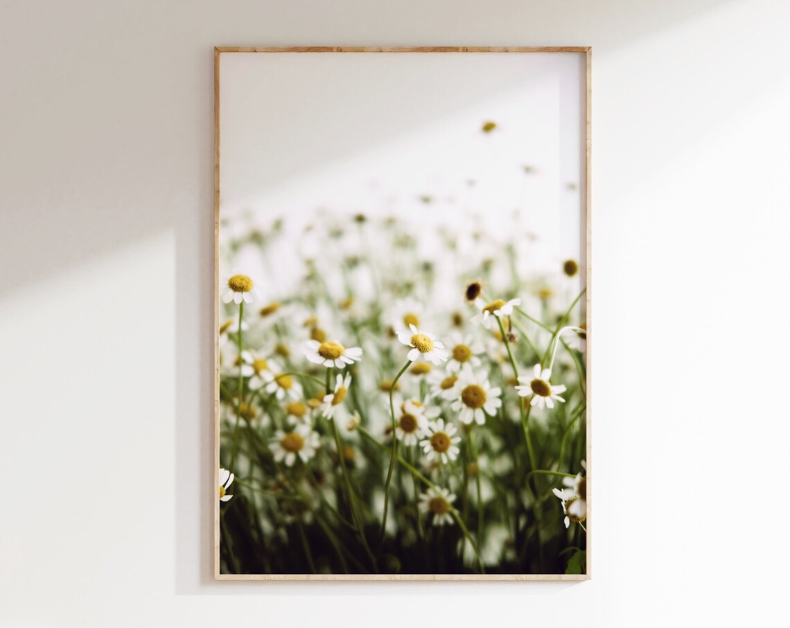 Daisy Field Photography Print, Wild Flowers Poster
