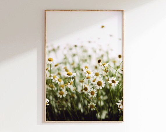 Daisy Field Photography Print, Wild Flowers Poster