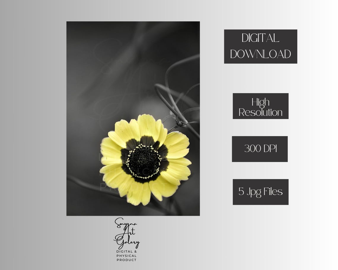 Yellow Daisy Selective Color Black White Floral Photo Art Poster