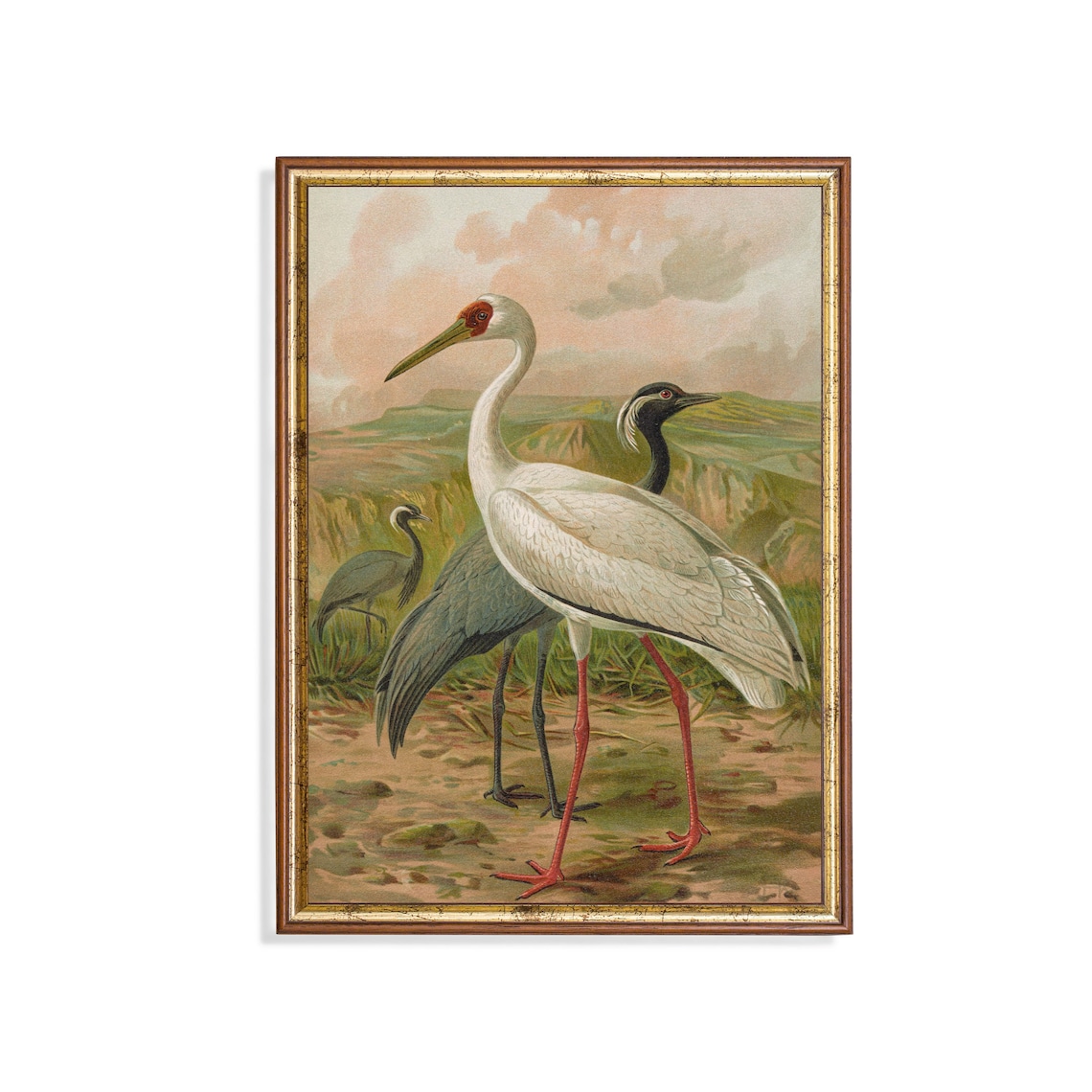 Siberian and Hooded Crane Vintage Ornithological Illustration Poster